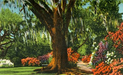 1942年，南卡罗来纳州查尔斯顿附近的木兰花园中的场景。 作者 不明