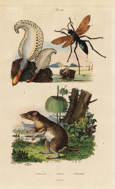 海笔、Pennatulaphosphorea 1、蜘蛛黄蜂、百事可乐 2、长鼻袋狸、Perameles nasuta 3 作者 不明