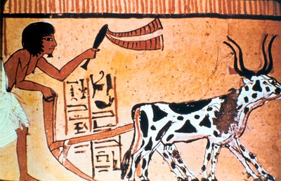 Sennutem耕牛，古埃及墓碑，新王国1550-1069 BC 作者 不明