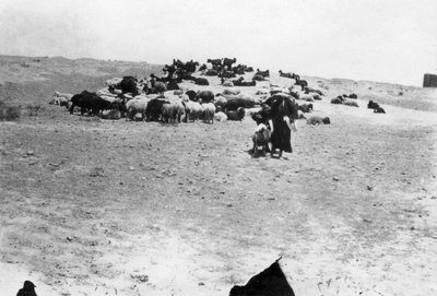 美索不达米亚萨马拉外放牧的绵羊，1918年 作者 不明
