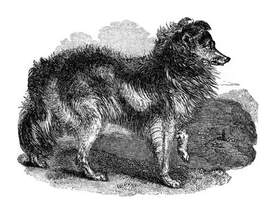 牧羊犬，1848年 作者 不明