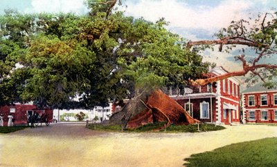 丝绸棉树，拿骚，新普罗维登斯，巴哈马，c1900年代 作者 不明