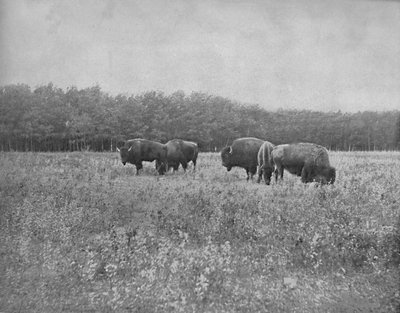 西尔弗高地（Silver Heights），温尼伯，约1897年。 作者 不明