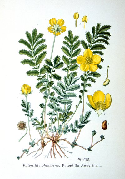西尔维德（Silverweed），1893年 作者 不明