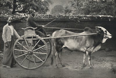 Sinhala斑马旅行车，1926年 作者 不明