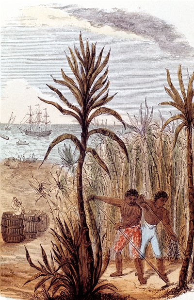 西印度群岛种植甘蔗的奴隶，1852年 作者 不明