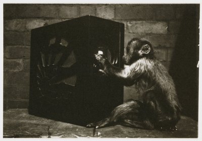 小猴子在收音机上玩转盘，大约在 1935 年由一位不知名的摄影师拍摄 作者 不明