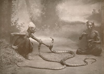 蛇怪与Hamadryads Kuy Cobras，1900年。 作者 不明