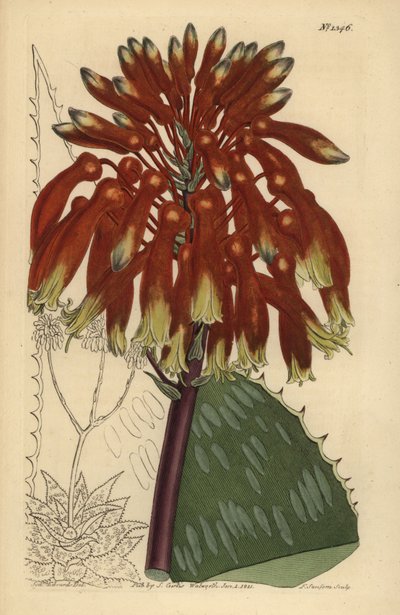 肥皂芦荟或斑马芦荟，黄斑芦荟（最大的常见肥皂芦荟，Aloe saponaria latifolia） 作者 不明