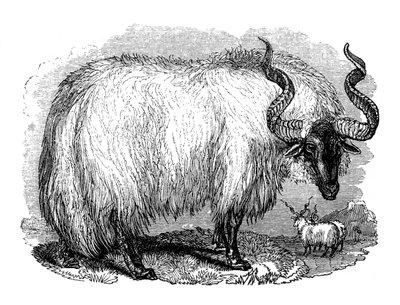 西班牙绵羊，1848年 作者 不明