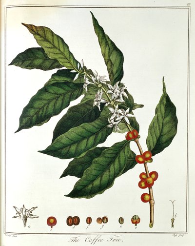 小咖啡阿拉比卡咖啡显示花和豆，1798年 作者 不明
