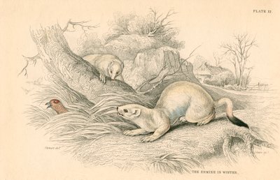 鼬鼠鼬鼬，鼬鼠家族的成员，1828年 作者 不明