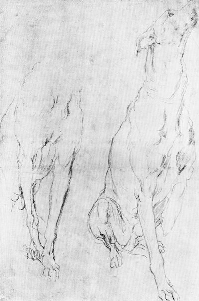 列治文公爵肖像中的灰狗研究，c1634 1900年 作者 不明