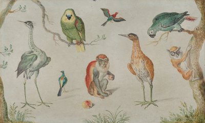 鸟类和猴子的研究, 16601670. 作者 不明
