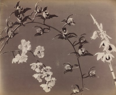 兰花研究，c。 1870年代。 作者 不明