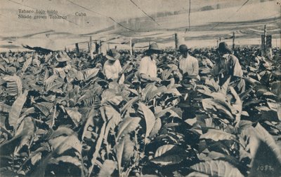 遮篷下的烟草。阴凉的烟草-古巴，c1900 作者 不明