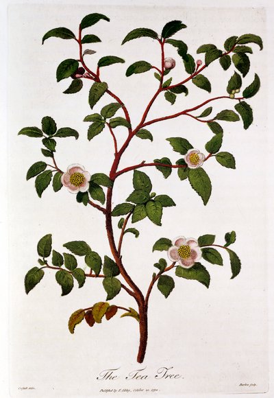 茶叶：山茶树的分支，1798年 作者 不明