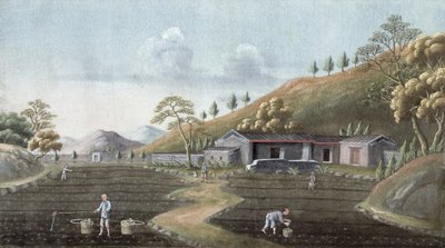 种植茶叶，中国，19世纪 作者 不明