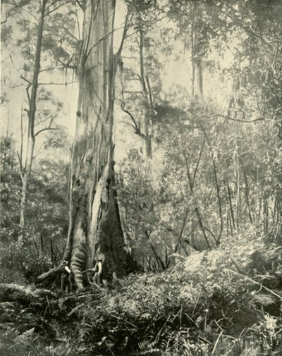 男爵，一棵著名的高大的树，1901年。 作者 不明