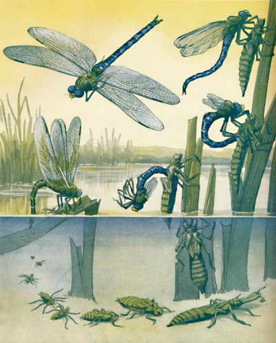 美丽的蜻蜓生活故事，1935年 作者 不明