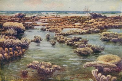 大堡礁，1923年。 作者 不明