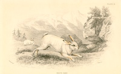 野兔欧洲兔，1828年 作者 不明