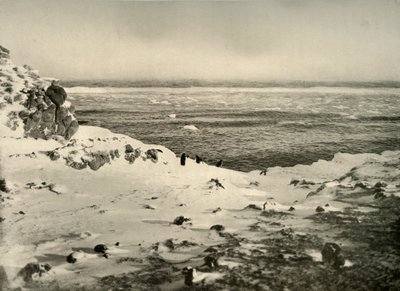 1909年3月，即迁徙前的最后一只企鹅，约于1909年。 作者 不明