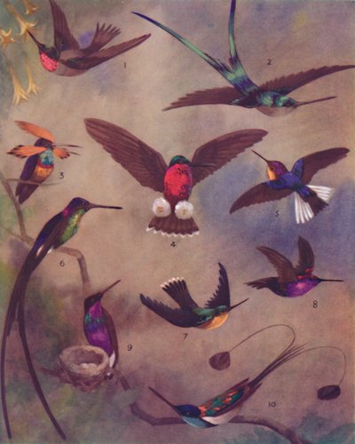 蜂鸟的奇妙色彩，1935年 作者 不明