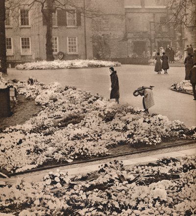 温莎乔治五世国王国葬：纪念花圈，1936年 作者 不明