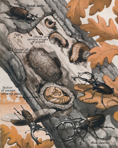 英国最大的甲虫的故事，1935年 作者 不明