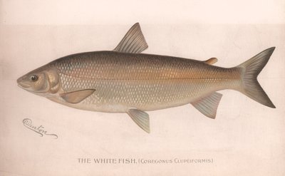 白鱼Coregonus Clupeiformis，约1920年代 作者 不明