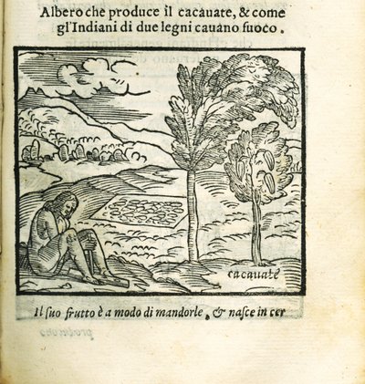 可可树。摘自Girolamo Benzoni的Historia del Mondo Nuovo，1563年。 作者 不明