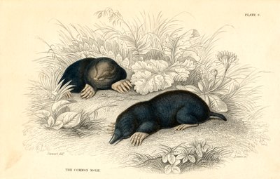 普通科尔塔尔巴欧洲，1828年 作者 不明