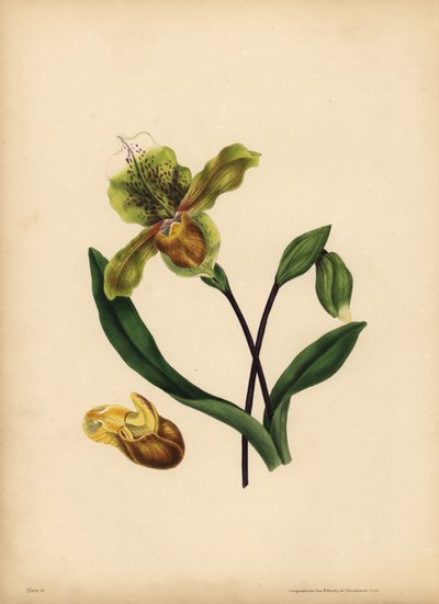 高贵的女士拖鞋，Cypripedium reginae，相似之处 作者 不明