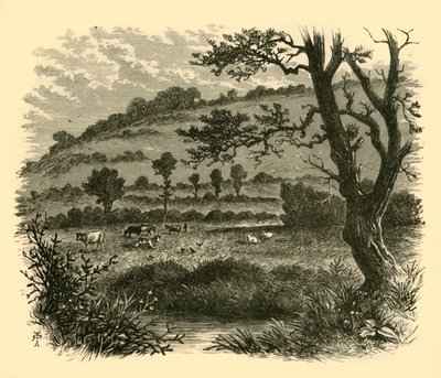 Thistledon，1898年。 作者 不明