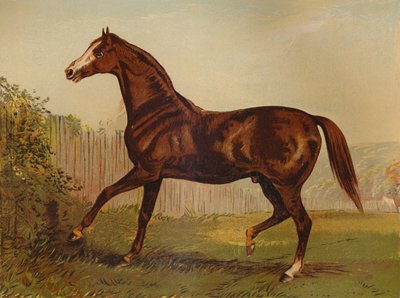 纯种赛尔·布莱尔·阿瑟尔（Slair Blair Athol），1864年德比和圣莱格（Derby＆St Leger）冠军。 作者 不明