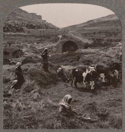 雅各布斯井附近的脱粒谷物，c1900 作者 不明