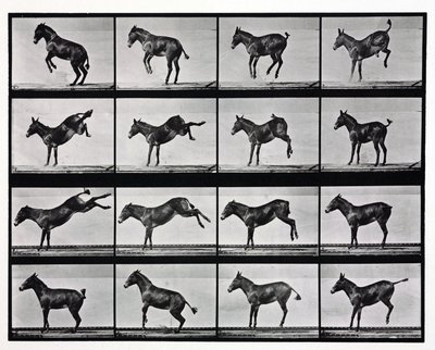 Time-lapse photographs of a mule kicking 作者 不明