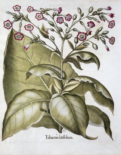 烟草植物，1613年 作者 不明