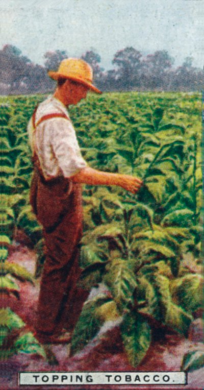 打顶烟草，1926年 作者 不明