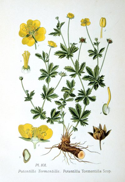 托门蒂尔，1893年 作者 不明