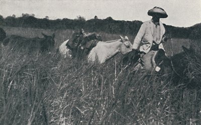 1916年在南美大草原旅行 作者 不明