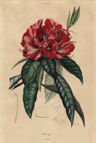树杜鹃，杜鹃花 作者 不明