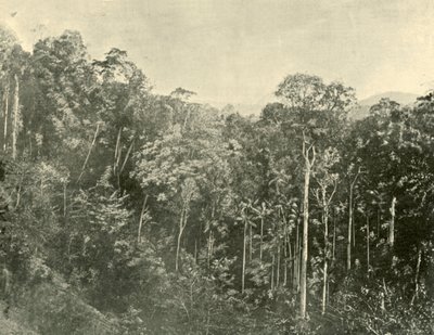 1901年，昆士兰州布莱克勒山脉的热带灌木丛。 作者 不明