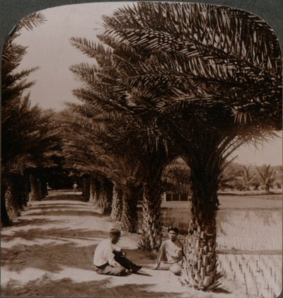 枣椰子，在檀香山，H.附近的Moanalua大道的热带秀丽。 c1900 作者 不明