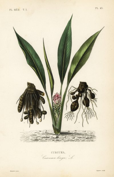姜黄或尤肯，Curcuma longa，Curcuma 作者 不明