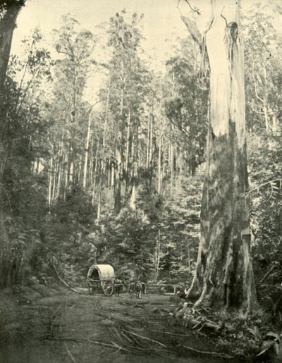山姆大叔，1901年。 作者 不明