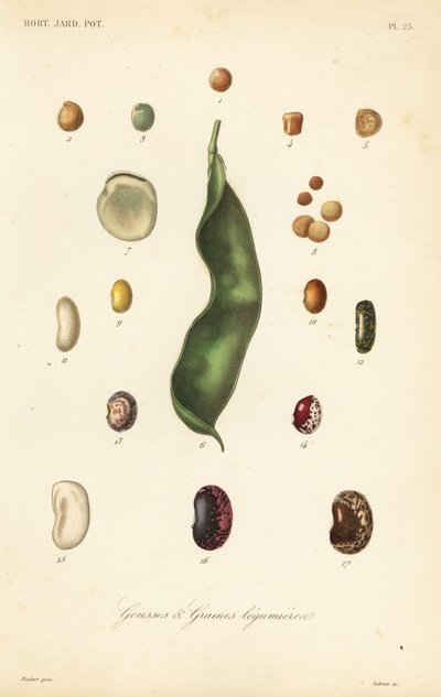 豌豆和豆类的品种，gousses et graines legumieres 作者 不明