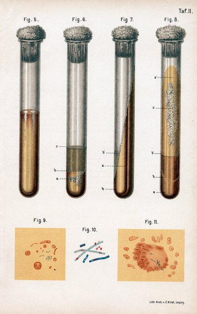各种细菌，1889年 作者 不明