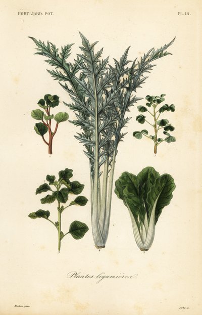 蔬菜、蔬菜植物 作者 不明